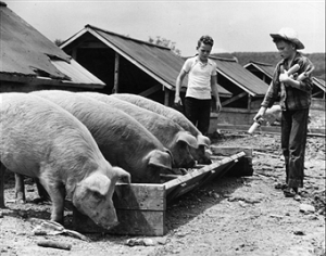 3 pigs trough